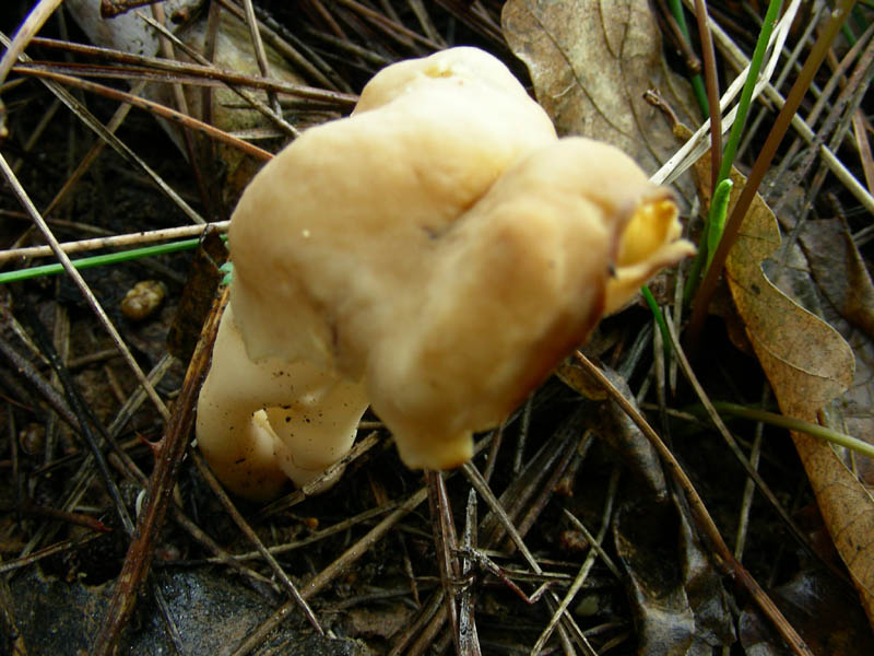 585 Febbraio vecchio ritrovamento